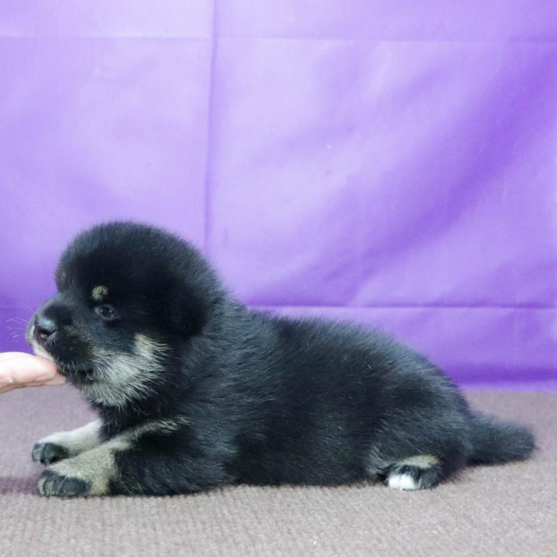 販売中の愛知県の柴犬-402734の11枚目